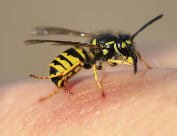 Wasp Extermination