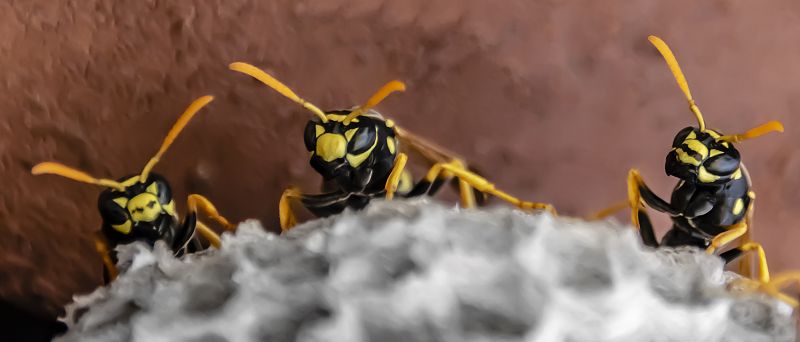 Bee And Wasp Removal