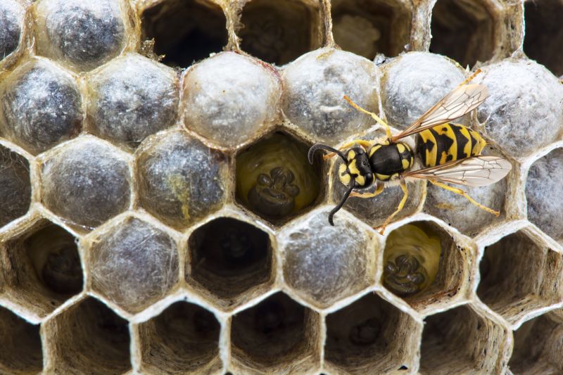 Bee And Wasp Removal