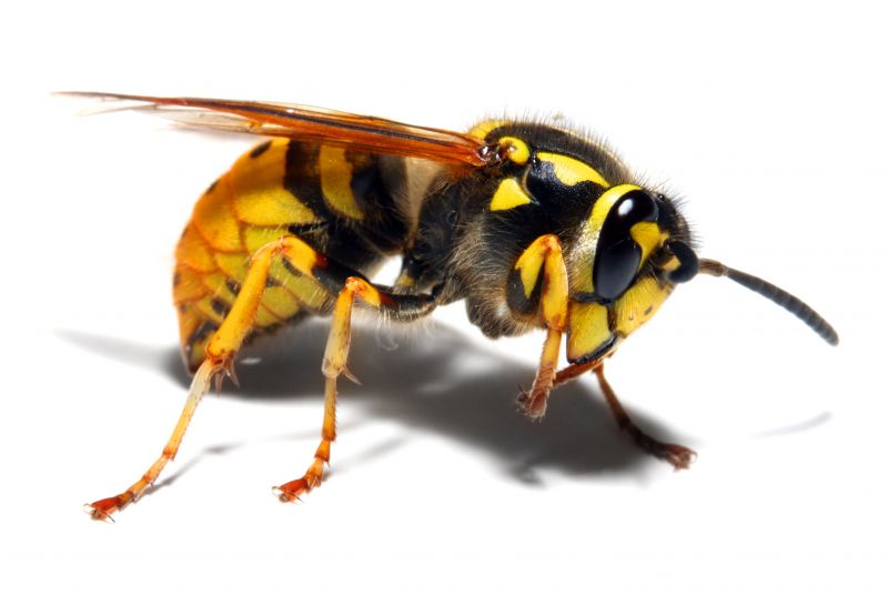 Bee And Wasp Removal