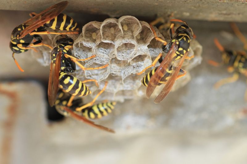 Bee And Wasp Removal