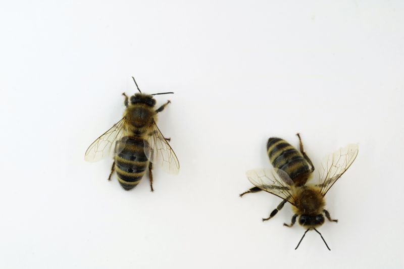 Bee And Wasp Removal