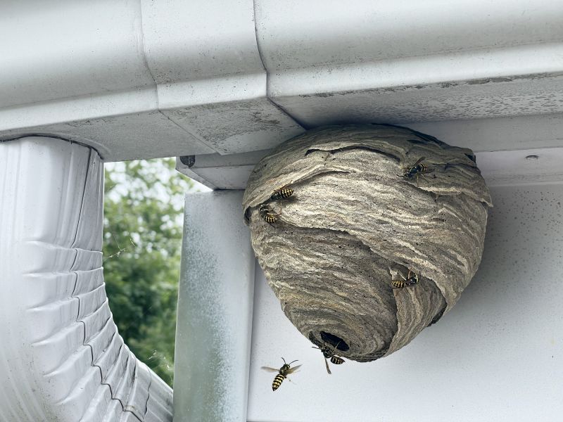 Wasp Nest Locations