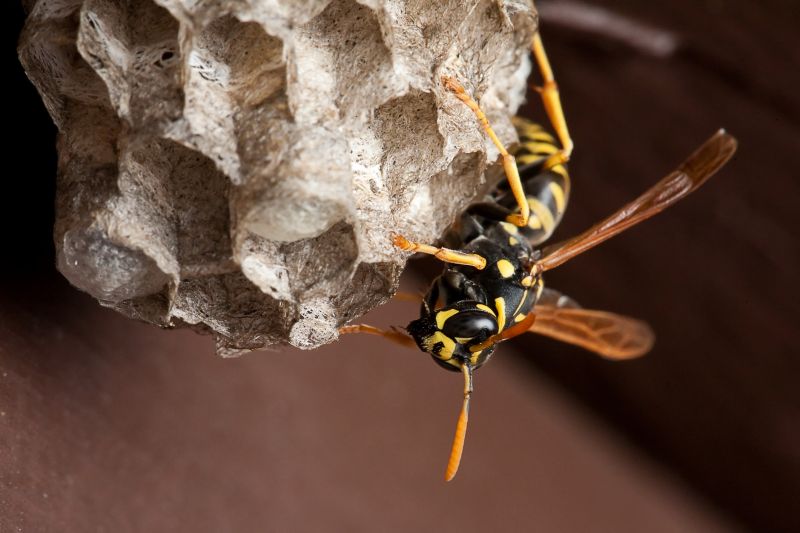 Removing a Wasp Nest