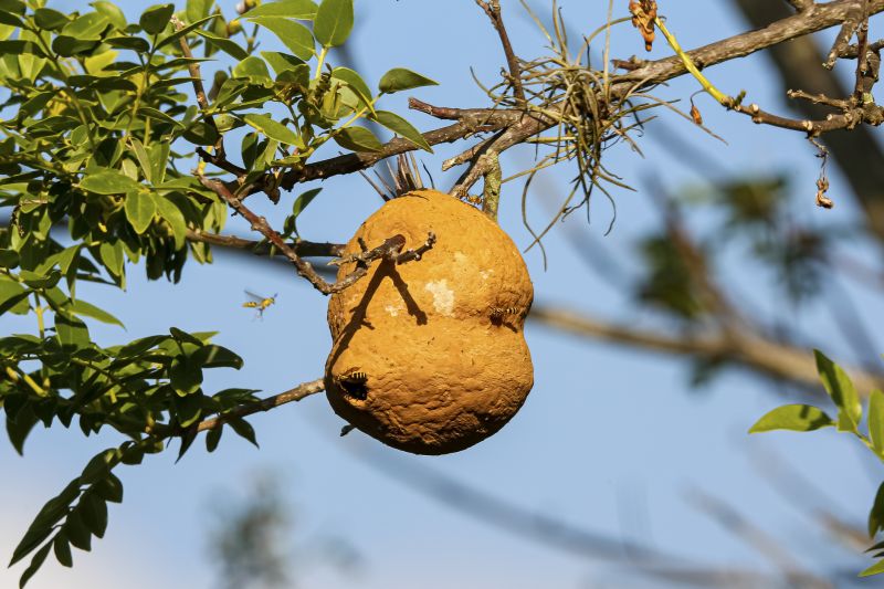 Wasp Nest in Autumn