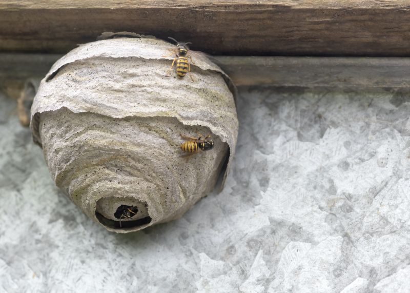 Wasp Nest in Late Summer
