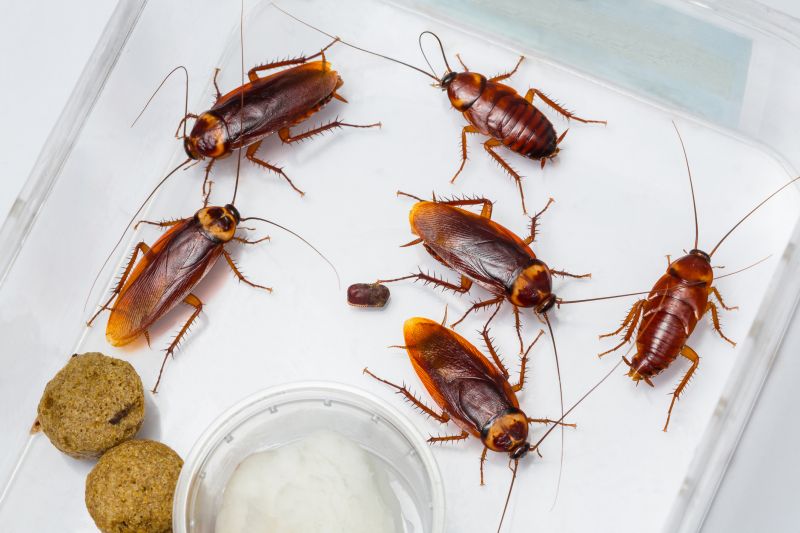 Cockroach Population